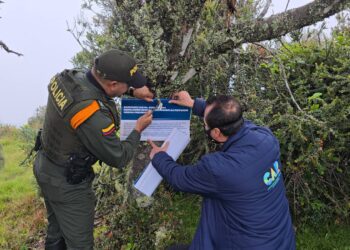 CAR impone multa de $100 millones en Boyacá por la destrucción de frailejones en zona de reserva 
