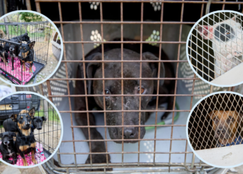 Capturada red internacional que organizaba peleas clandestinas de perros 