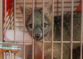 CAR emite alerta nacional tras reportar 93 animales silvestres atropellados en 2025