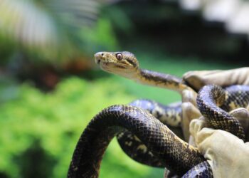 Más de 200 animales rehabilitados vuelven a su hábitat en los Llanos Orientales