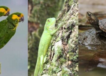 “Proteger también es un acto de fe”: el plan de choque para blindar la biodiversidad en Semana Santa