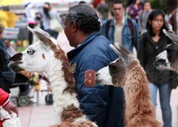 Bogotá lanza el “Plan para un Espacio Público Libre de Explotación y Maltrato Animal” 