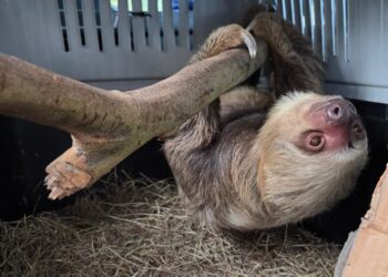 Conozca la historia del perezoso que sobrevivió a la tragedia y regresó a la libertad