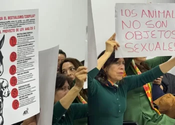 Cárcel para violadores de animales en Colombia: el proyecto de ley que busca justicia para los animales queda a un paso de su aprobación final