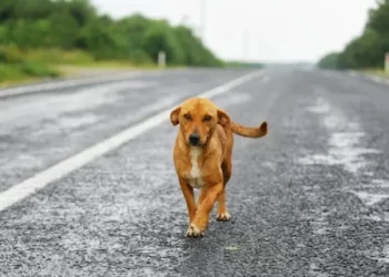 Día Mundial de los Animales de Calle