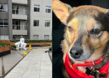Fiscalía imputa a hombre que lanzó a un perro desde un piso 25 en Kennedy