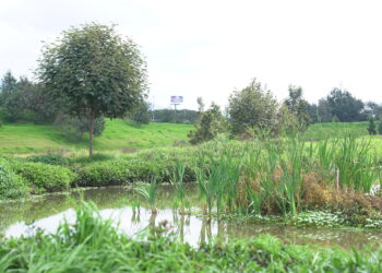 116 hectáreas recuperadas para la prevención de inundaciones y la vida silvestre en el Río Bogotá 