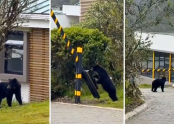 El oso andino que se volvió viral nunca salió de casa: la CAR aclara el misterio de su avistamiento en Chingaza