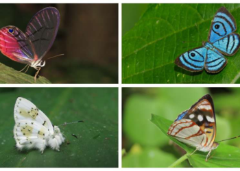 Colombia: uno de los países con mayor presencia de mariposas en el mundo 