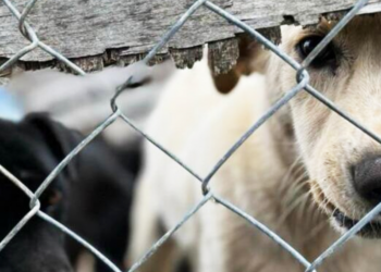 Judicializan a mujer por grave caso de maltrato animal en Carmen de Carupa, en Cundinamarca 