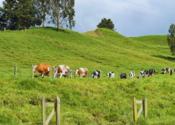 400 fincas de Cundinamarca y Boyacá transformarán la ganadería tradicional para impulsar la productividad y proteger el medio ambiente