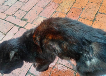 Senadora animalista hace fuerte llamado a la Iglesia y a la Alcaldía de Tocancipá por presunto descuido de una felina