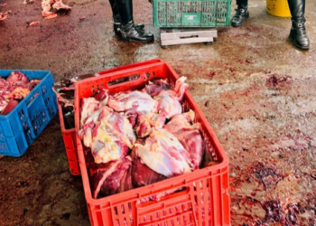Desmantelan matadero ilegal de caballos en Fusagasugá e incautan más de 8 toneladas de carne destinadas a Bogotá y Cundinamarca