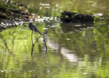 ANLA ordenó incorporación de paso de fauna y monitoreo ambiental entre Torca y Guaymaral