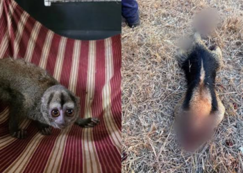 Graves afectaciones para la fauna tras incendios forestales en Cundinamarca