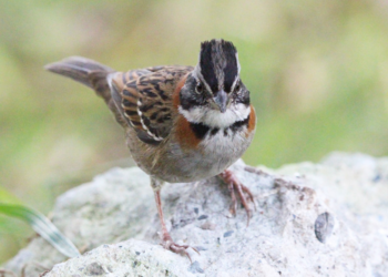 Así puede escuchar a la fauna de la sabana:  Acueducto de Bogotá anuncia Banco de Canto de aves 
