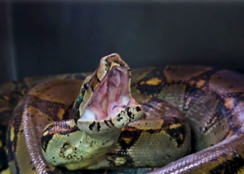 Liberan en su hábitat natural a dos boas constrictor que permanecían en cautiverio dentro de una finca ecoturística en Fusagasugá