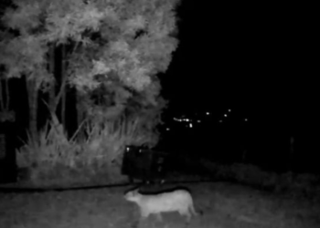 Puma Concolor es captado en Cámaras en el municipio de la Calera, Cundinamarca 