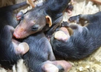 El compromiso es de todos: así se salvan 26 ejemplares de fauna silvestre en la región