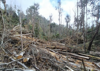 La CAR impone medida preventiva en los Cerros Orientales por tala de árboles