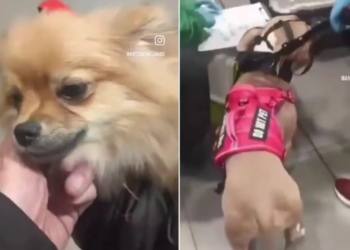 Dos Perros fueron abandonados en el Aeropuerto el Dorado