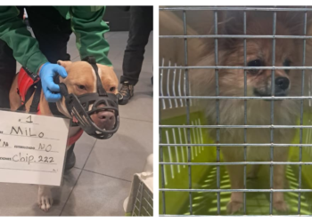 Nueva versión del supuesto abandono de dos perros abandonados en el Aeropuerto el Dorado 